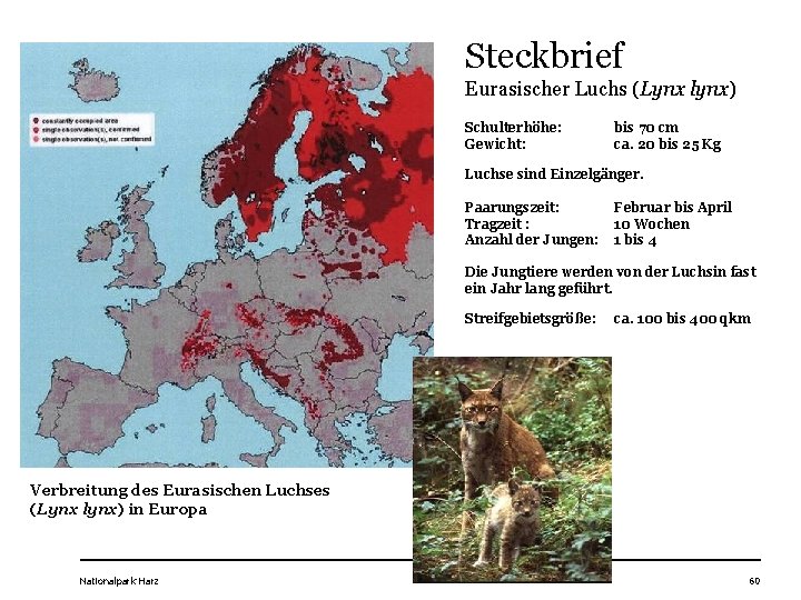 Steckbrief Eurasischer Luchs (Lynx lynx) Schulterhöhe: Gewicht: bis 70 cm ca. 20 bis 25