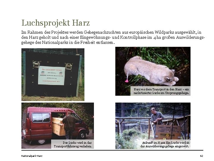 Luchsprojekt Harz Im Rahmen des Projektes werden Gehegenachzuchten aus europäischen Wildparks ausgewählt, in den