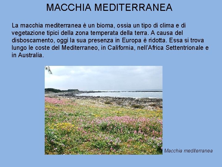 MACCHIA MEDITERRANEA La macchia mediterranea è un bioma, ossia un tipo di clima e