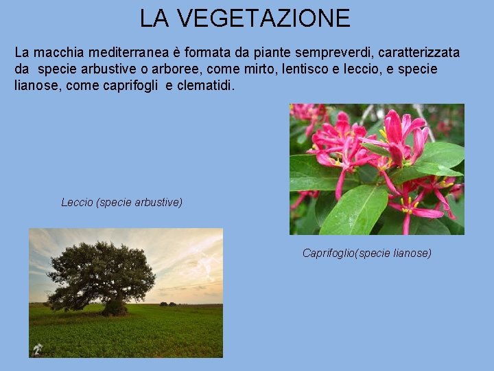 LA VEGETAZIONE La macchia mediterranea è formata da piante sempreverdi, caratterizzata da specie arbustive