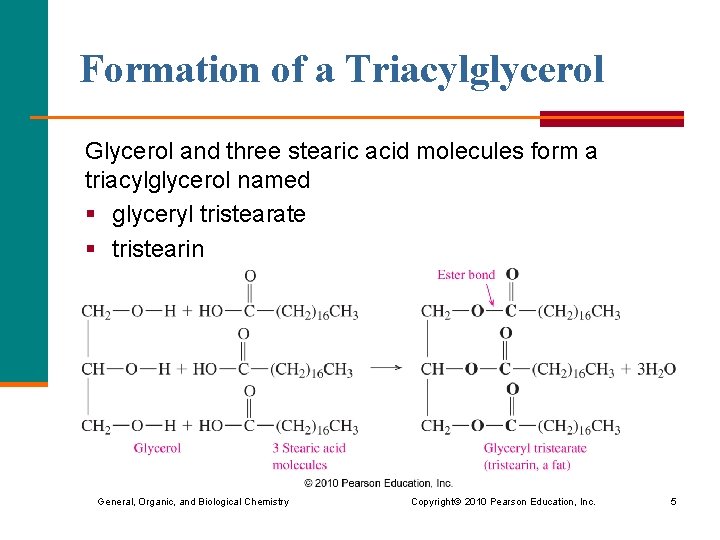 Formation of a Triacylglycerol Glycerol and three stearic acid molecules form a triacylglycerol named