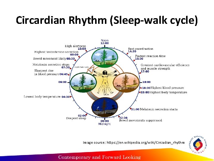 Circardian Rhythm (Sleep-walk cycle) Image source: https: //en. wikipedia. org/wiki/Circadian_rhythm Circardian Rhythm (Sleep-walk cycle) Image source: https: //en. wikipedia. org/wiki/Circadian_rhythm