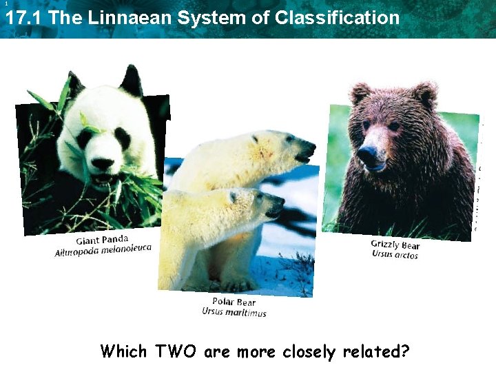 1 17. 1 The Linnaean System of Classification Which TWO are more closely related?