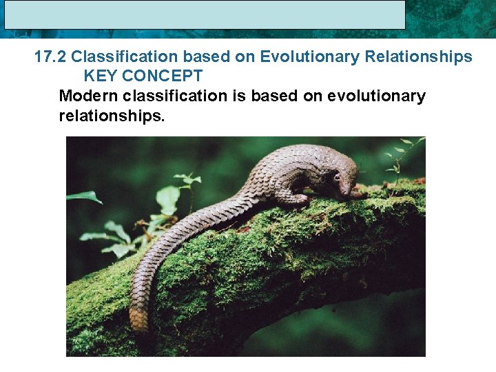 17. 1 The Linnaean System of Classification 17. 2 Classification based on Evolutionary Relationships