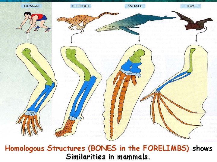1 5 17. 1 The Linnaean System of Classification Homologous Structures (BONES in the
