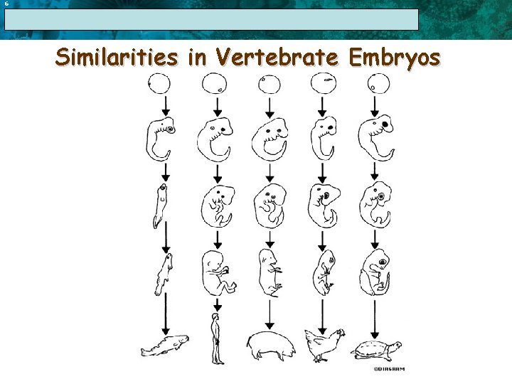 6 17. 1 The Linnaean System of Classification Similarities in Vertebrate Embryos 