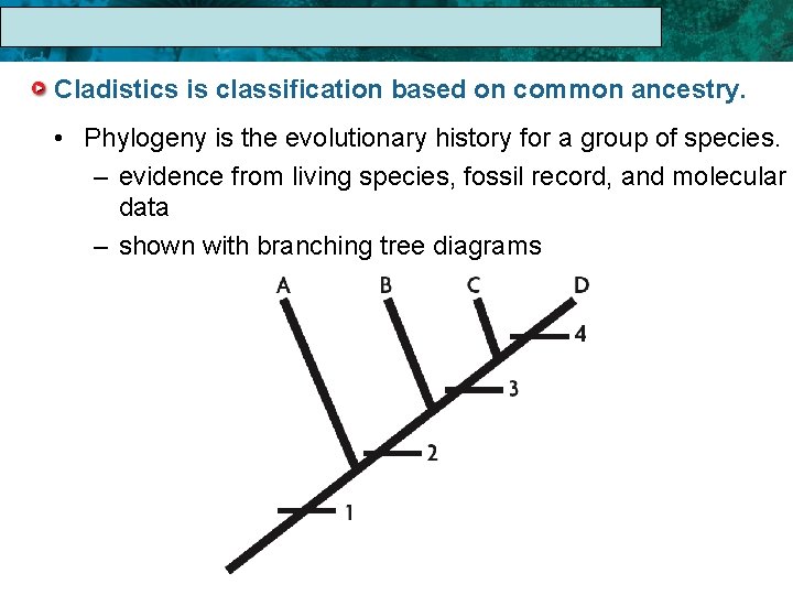 17. 1 The Linnaean System of Classification Cladistics is classification based on common ancestry.