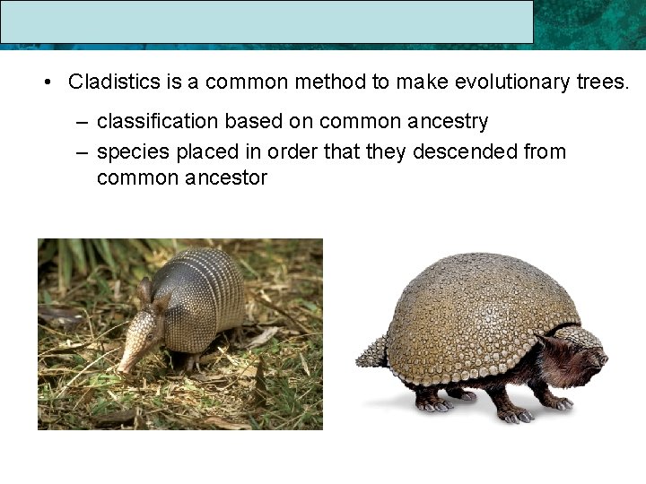 17. 1 The Linnaean System of Classification • Cladistics is a common method to
