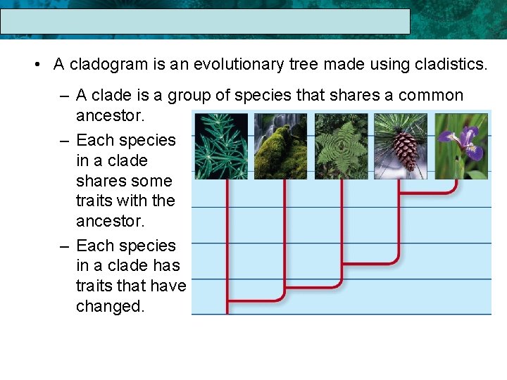 17. 1 The Linnaean System of Classification • A cladogram is an evolutionary tree
