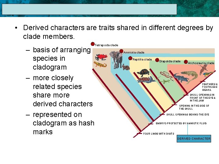 17. 1 The Linnaean System of Classification • Derived characters are traits shared in