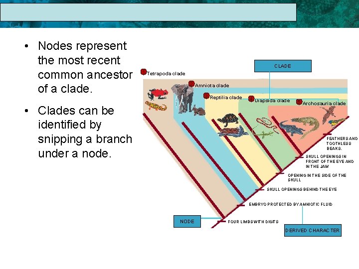 17. 1 The Linnaean System of Classification • Nodes represent the most recent common