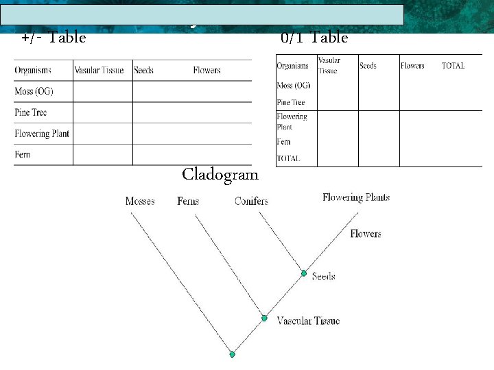 17. 1 The Linnaean System of Classification +/- Table 0/1 Table Cladogram 