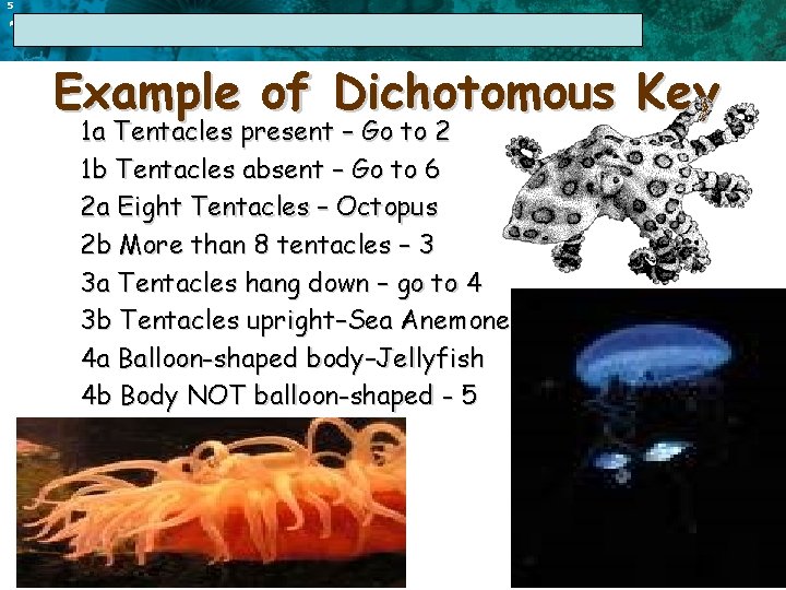 5 17. 1 The Linnaean System of Classification Example of Dichotomous Key 1 a