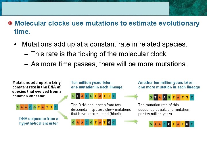17. 1 The Linnaean System of Classification Molecular clocks use mutations to estimate evolutionary