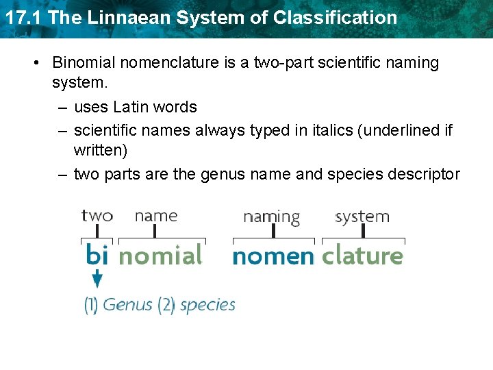 17. 1 The Linnaean System of Classification • Binomial nomenclature is a two-part scientific