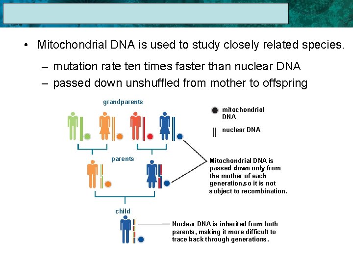 17. 1 The Linnaean System of Classification • Mitochondrial DNA is used to study