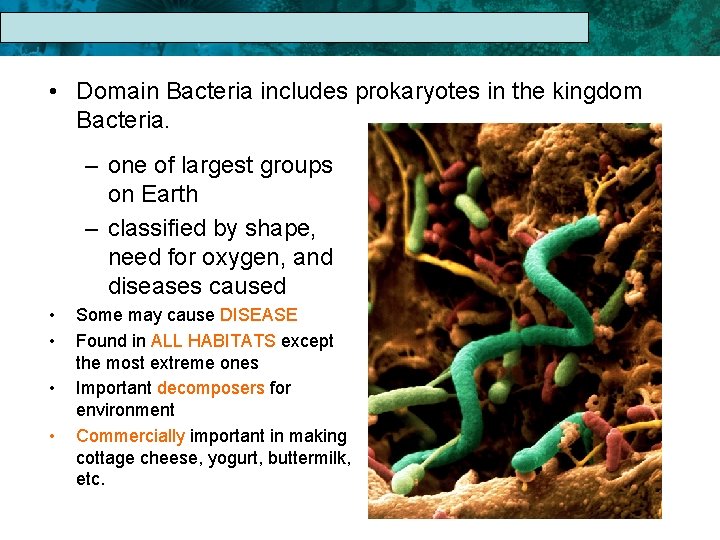 17. 1 The Linnaean System of Classification • Domain Bacteria includes prokaryotes in the