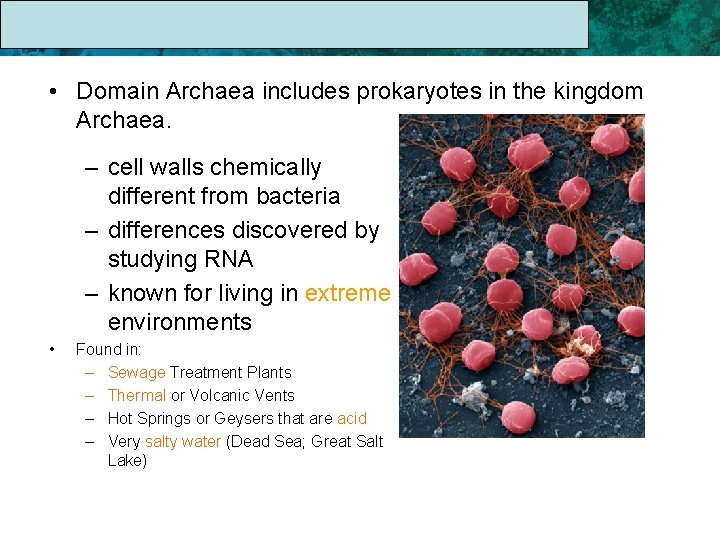 17. 1 The Linnaean System of Classification • Domain Archaea includes prokaryotes in the