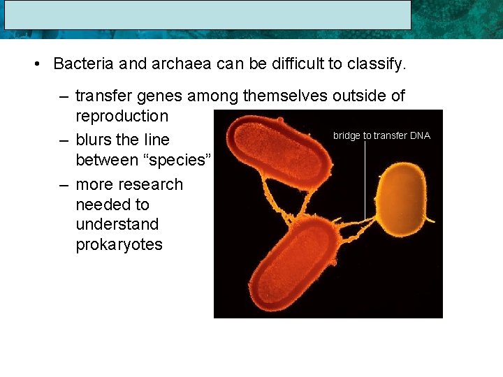 17. 1 The Linnaean System of Classification • Bacteria and archaea can be difficult