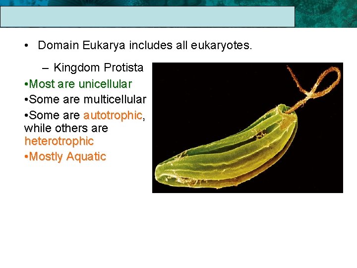 17. 1 The Linnaean System of Classification • Domain Eukarya includes all eukaryotes. –