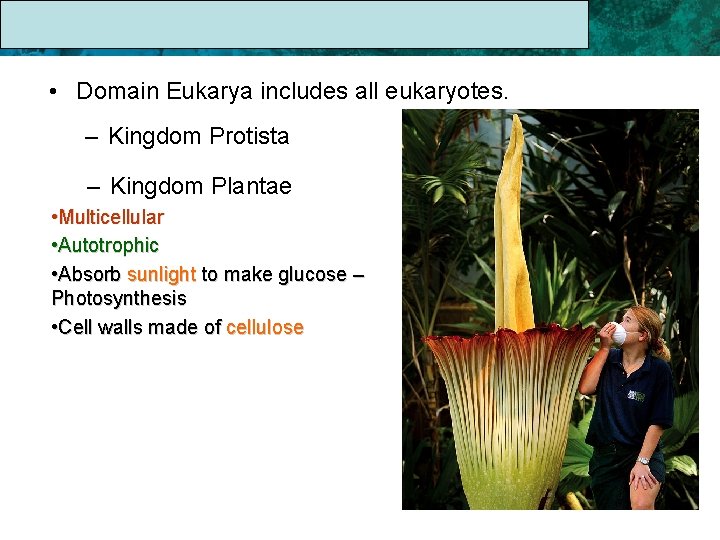 17. 1 The Linnaean System of Classification • Domain Eukarya includes all eukaryotes. –