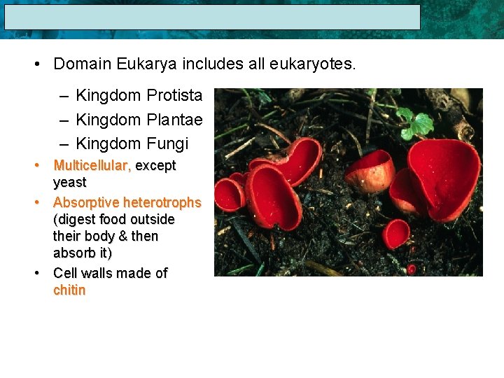 17. 1 The Linnaean System of Classification • Domain Eukarya includes all eukaryotes. –