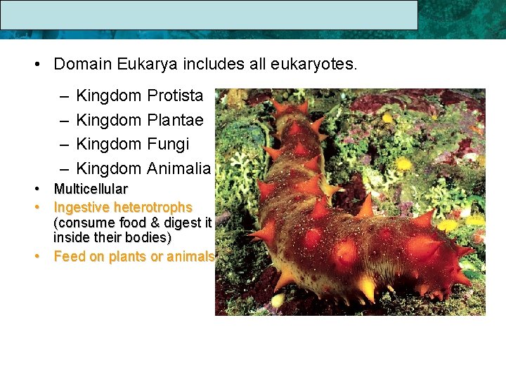 17. 1 The Linnaean System of Classification • Domain Eukarya includes all eukaryotes. –