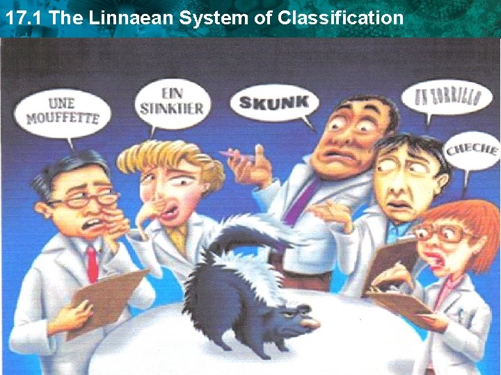 17. 1 The Linnaean System of Classification 