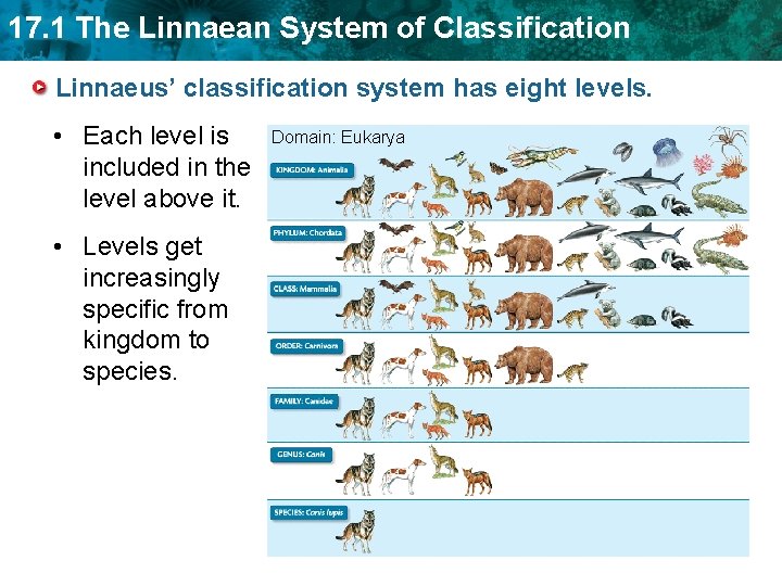 17. 1 The Linnaean System of Classification Linnaeus’ classification system has eight levels. •