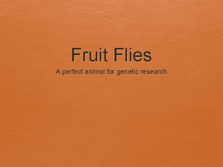 Fruit Flies A perfect animal for genetic research 