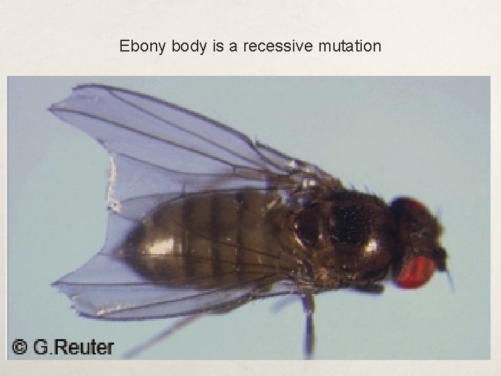 Ebony body is a recessive mutation 