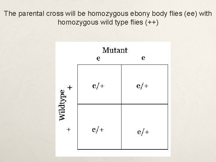 The parental cross will be homozygous ebony body flies (ee) with homozygous wild type