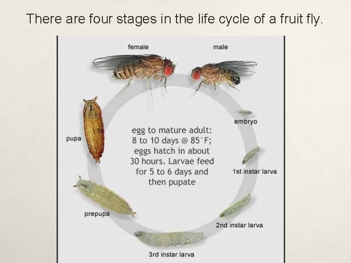 There are four stages in the life cycle of a fruit fly. 