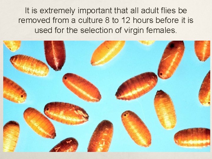 It is extremely important that all adult flies be removed from a culture 8