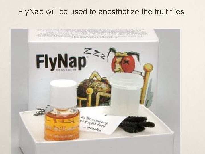 Fly. Nap will be used to anesthetize the fruit flies. 