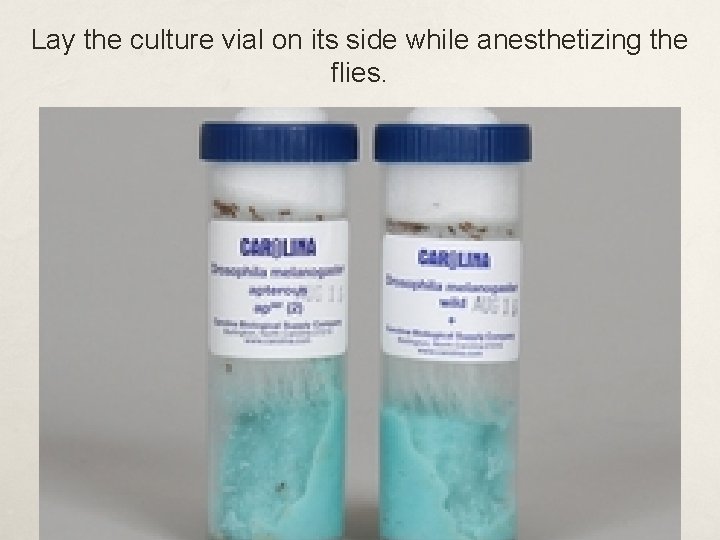 Lay the culture vial on its side while anesthetizing the flies. 