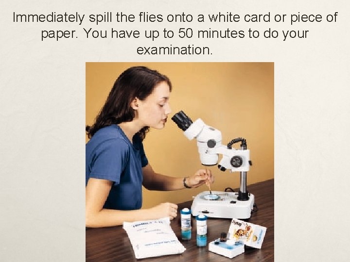 Immediately spill the flies onto a white card or piece of paper. You have