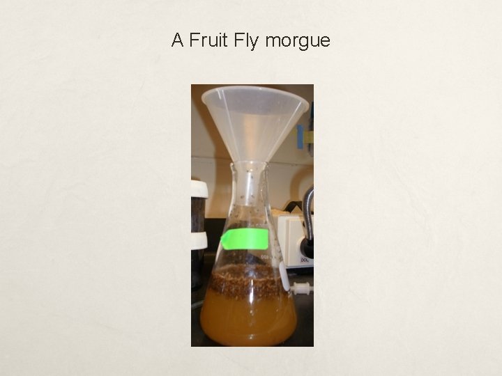 A Fruit Fly morgue 