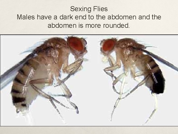 Sexing Flies Males have a dark end to the abdomen and the abdomen is