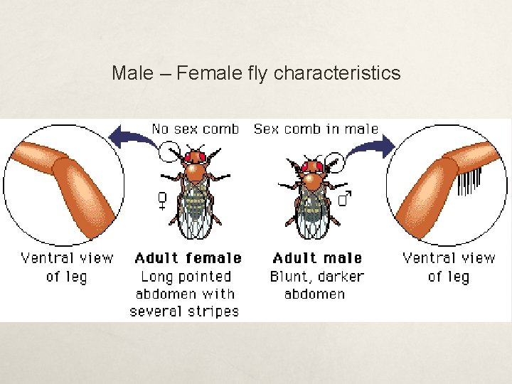 Male – Female fly characteristics 