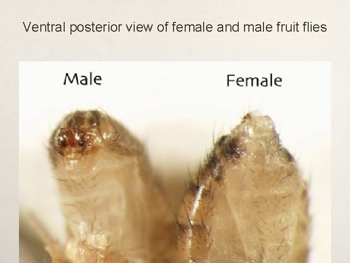 Ventral posterior view of female and male fruit flies 