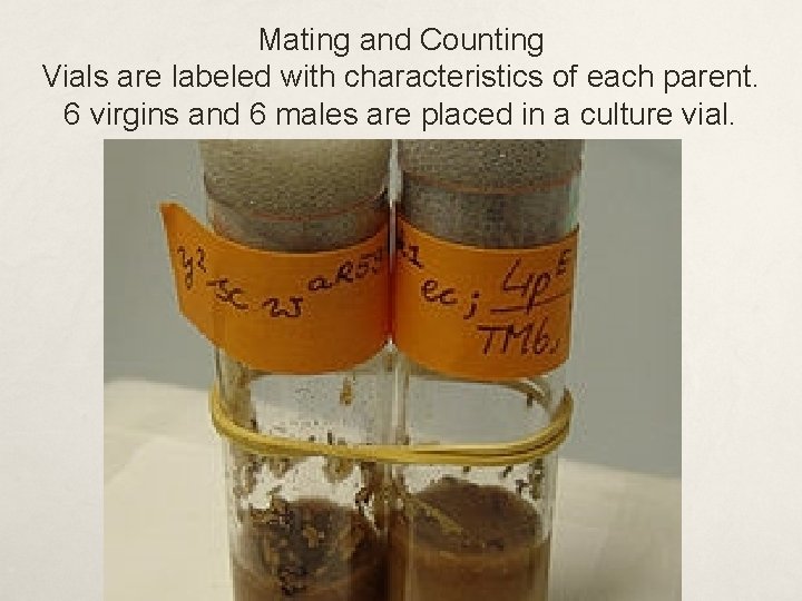 Mating and Counting Vials are labeled with characteristics of each parent. 6 virgins and