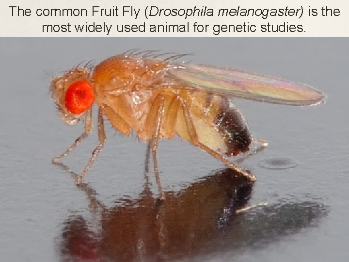 The common Fruit Fly (Drosophila melanogaster) is the most widely used animal for genetic