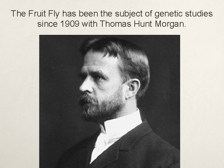 The Fruit Fly has been the subject of genetic studies since 1909 with Thomas