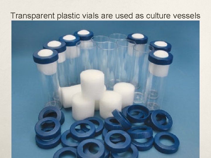 Transparent plastic vials are used as culture vessels 