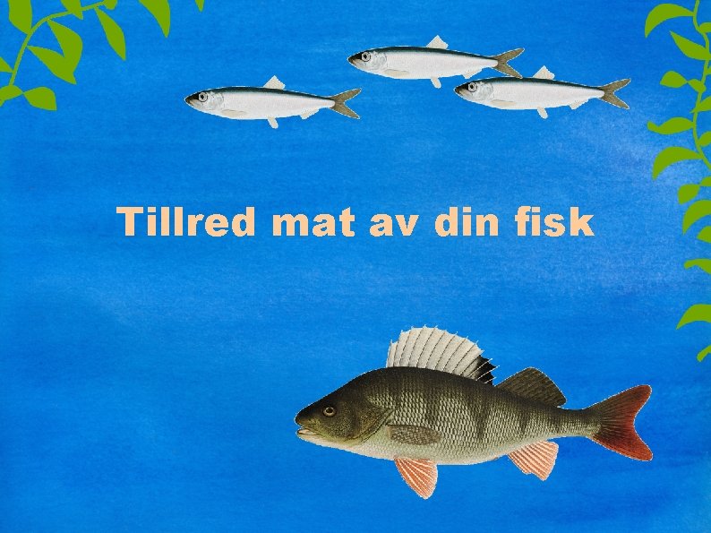 Tillred mat av din fisk 