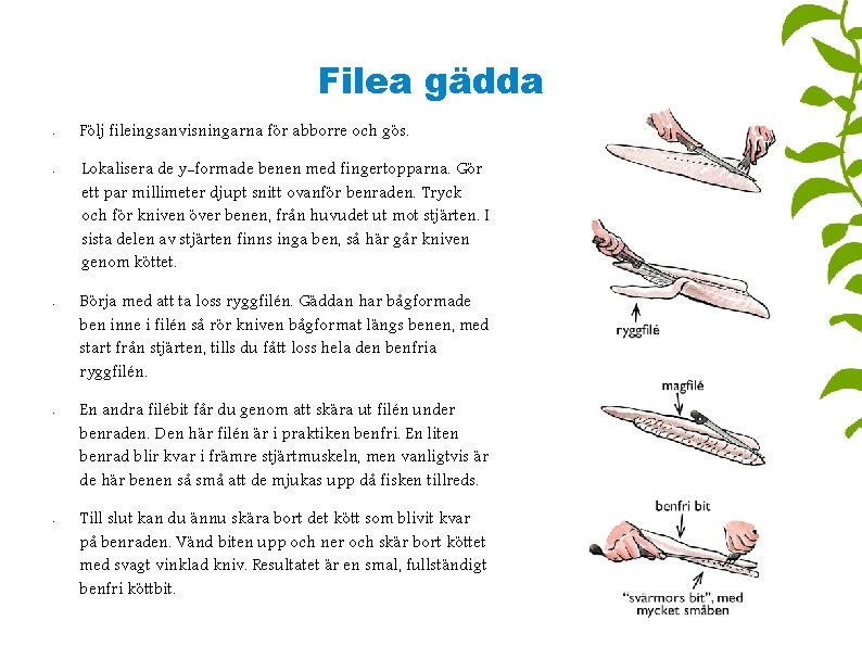 Filea gädda • • • Följ fileingsanvisningarna för abborre och gös. Lokalisera de y-formade