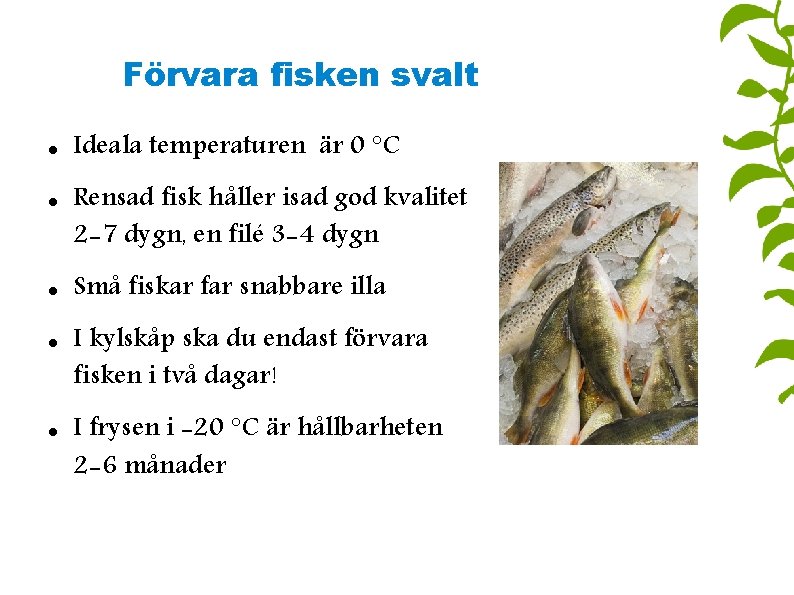 Förvara fisken svalt Ideala temperaturen är 0 °C Rensad fisk håller isad god kvalitet