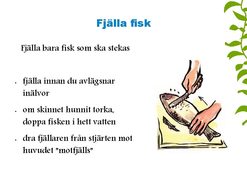 Fjälla fisk Fjälla bara fisk som ska stekas • • • fjälla innan du