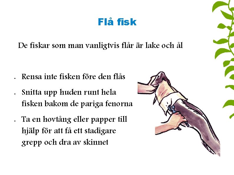 Flå fisk De fiskar som man vanligtvis flår är lake och ål • •